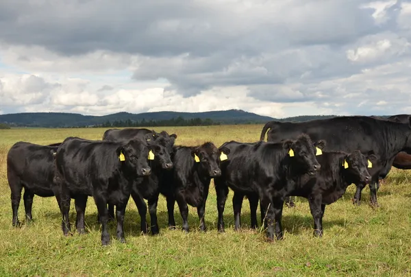 Stádo černé krávy aberdeen-angus — Stock fotografie