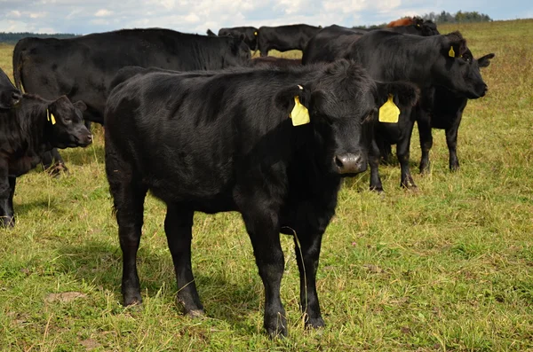 Vaca Aberdeen-Angus ganado negro —  Fotos de Stock