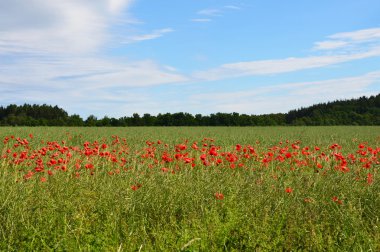 gelincik (bitki), bir alanda