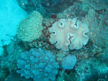 deniz deniz yaşamı altında