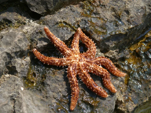 Estrella de mar marrón en la roca —  Fotos de Stock