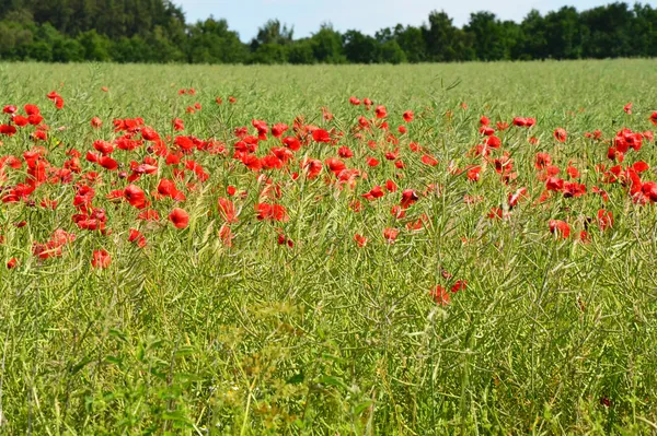 Um campo de rhoeas papaver vermelho — Fotografia de Stock