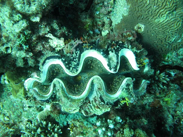 Hint Okyanusu'nda zeva yumuşakçalar midye