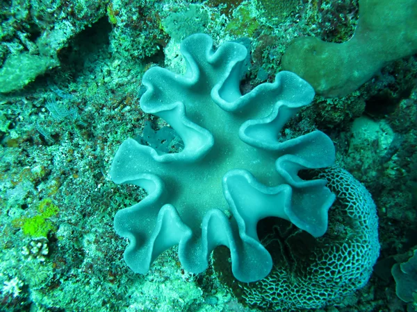 Meereskorallen im Indischen Ozean — Stockfoto