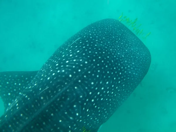 Tubarão-baleia no oceano Índico — Fotografia de Stock