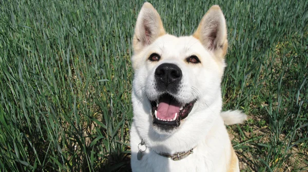Pies rasy akita inu japońskim — Zdjęcie stockowe