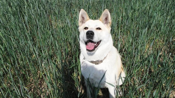 Pies rasy akita inu japońskim — Zdjęcie stockowe