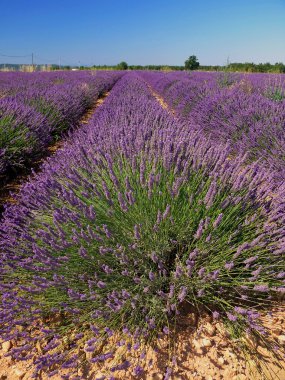 lavanta kokulu bitki