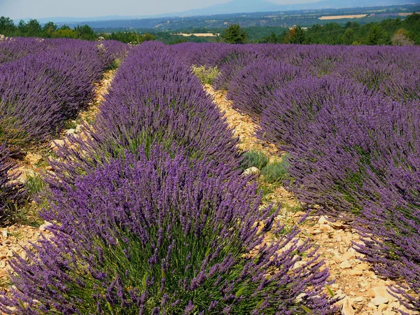 A field of lavender aromatic plant