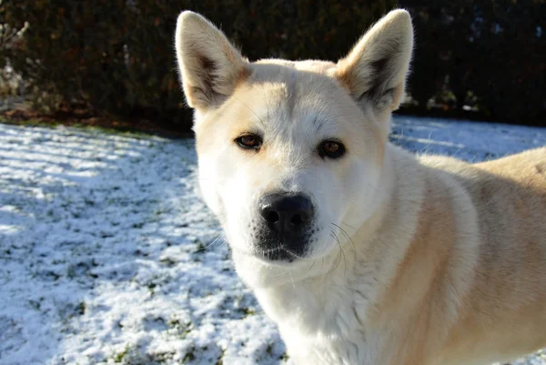 Dog Akita Inu japanese breed — Stock Photo, Image