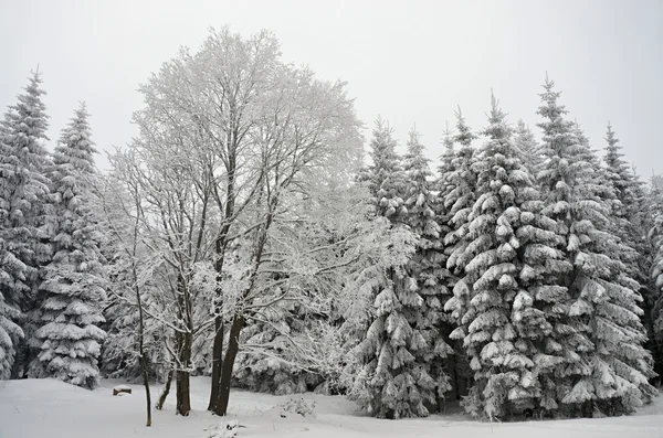 Winter landscape in the Czech republic — Stock Photo, Image