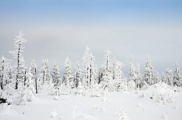 Winter landscape in the Czech republic — Stock Photo, Image