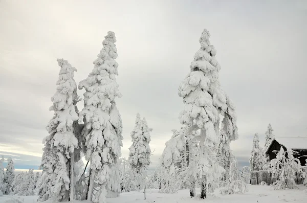 Winter landscape in the Czech republic mountain Klínovec — Stock fotografie