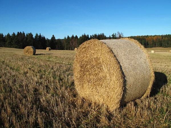 Straw on the field in autumn — Stock Photo, Image