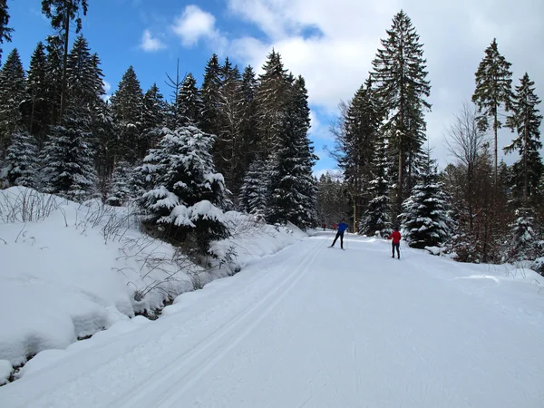 Cross country skiing in the winter forest — Stock Photo, Image