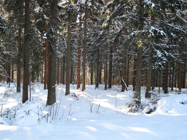 Langlaufen in de winter forest — Stockfoto