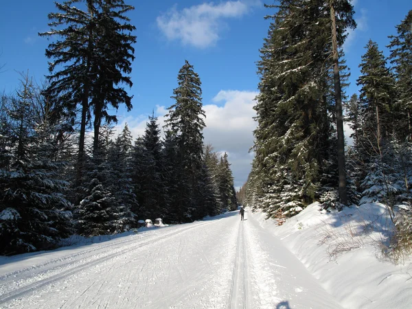 Cross country skiing in the winter forest — Stock Photo, Image