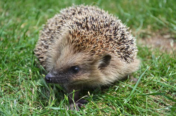 Hérisson animal dans l'herbe — Photo