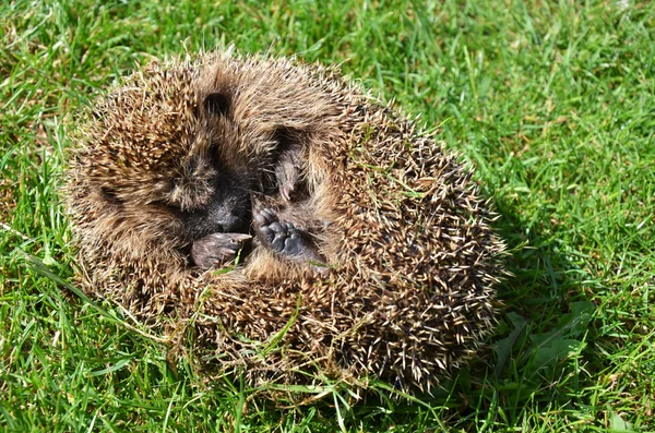 Hérisson animal dans l'herbe — Photo