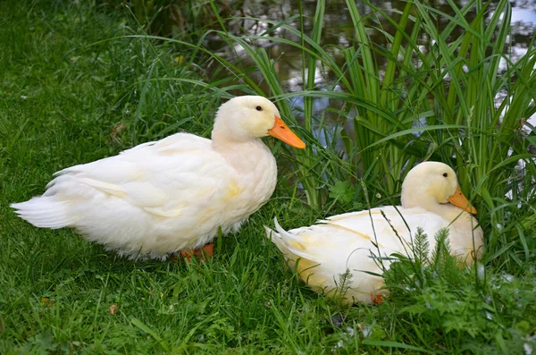 Duck domestic in the grass — Stock Photo, Image