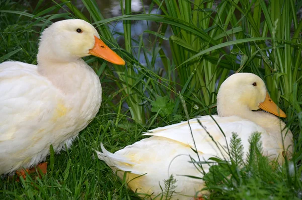 Duck domestic in the grass — Stock Photo, Image