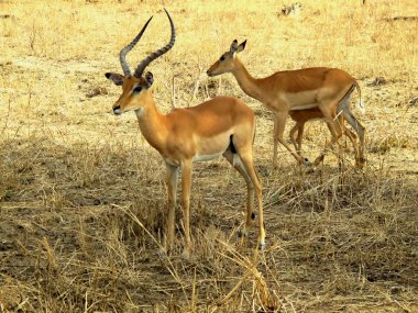 antilop Impala vahşi hayvan