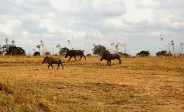 Tanzanya Afrika fili