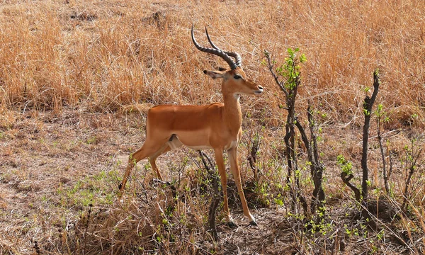 Antilop Impala vadon élő állatok — Stock Fotó