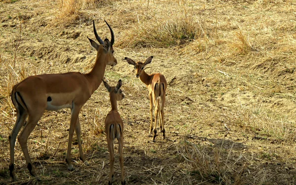 Antilop Impala vadon élő állatok — Stock Fotó
