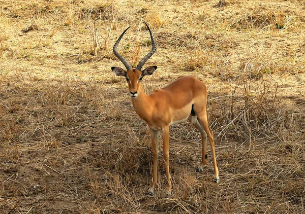 Antilop Impala vahşi hayvan — Stok fotoğraf