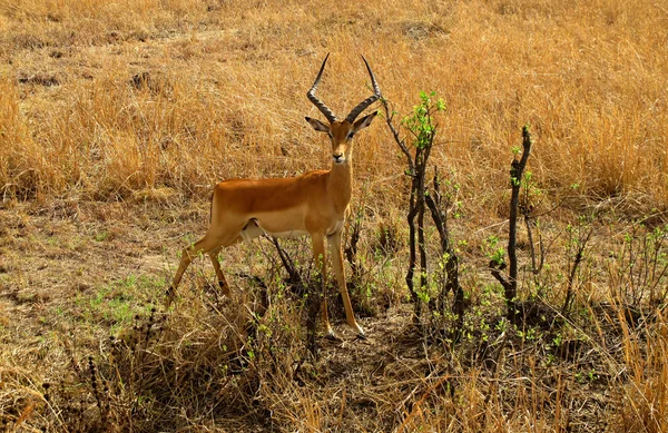 Antilop impala vilda djur — Stockfoto