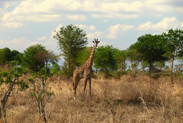 Giraffe Rothschild in Tanzania wildlife — Stock Photo, Image