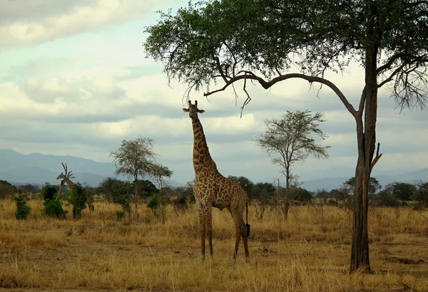 Giraffa Rothschild in Tanzania fauna selvatica — Foto Stock