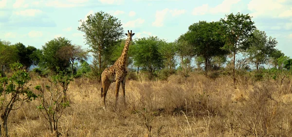 Giraffe Rothschild in Tanzania wildlife — Stock Photo, Image