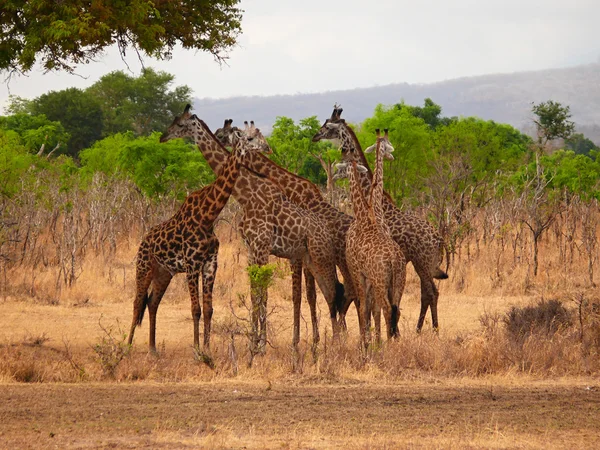 Giraffe Rothschild in Tanzania wildlife — Stock Photo, Image