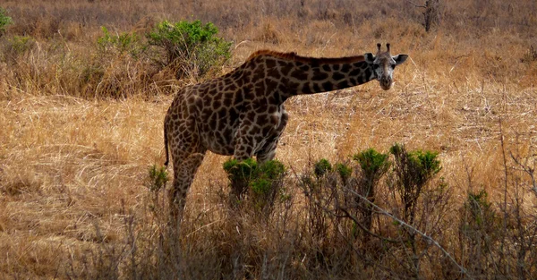 Giraffenschildkröte in Tansania — Stockfoto