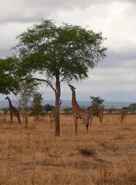 Giraffa Rothschild in Tanzania fauna selvatica — Foto Stock