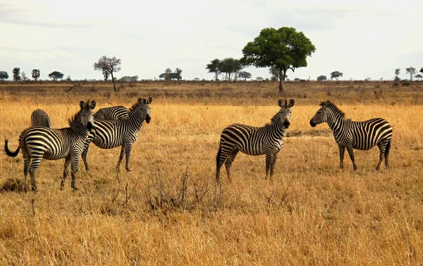 Afrikanische Elefanten in Tansania — Stockfoto