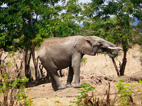 Elefante africano en Tanzania — Foto de Stock