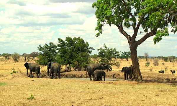 Afrikanische Elefanten in Tansania — Stockfoto
