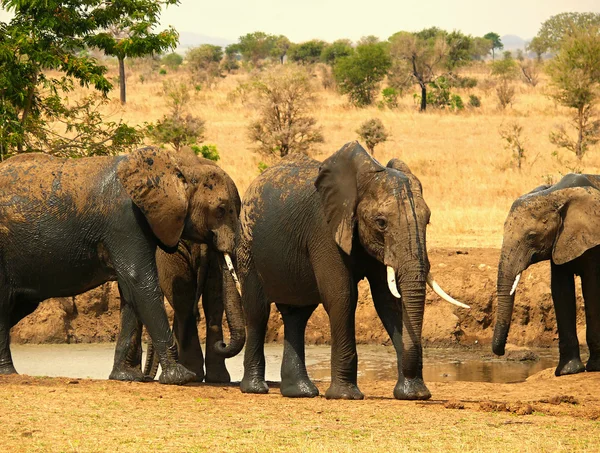 Αφρικανικός ελέφαντας στην Τανζανία — Φωτογραφία Αρχείου