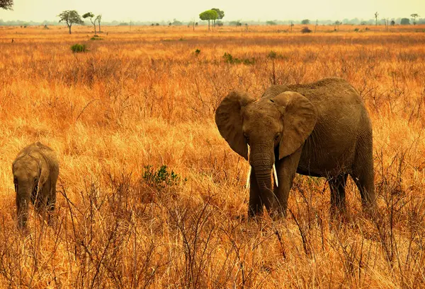 African elephant in Tanzania — Stock Photo, Image