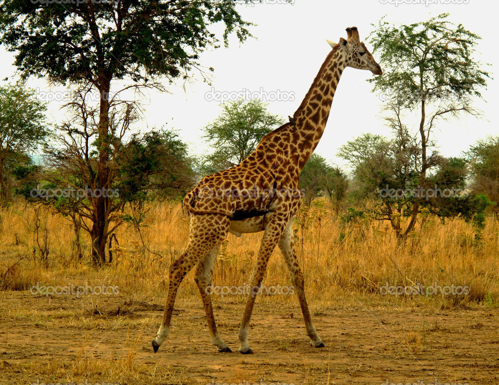 キリン タンザニア野生動物のロスチャイルド ストック写真 C Babetka