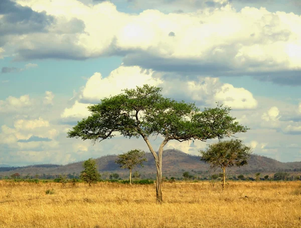 savana ağacında