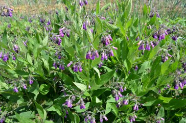 Symphytum officinale ot