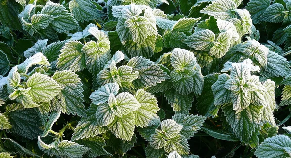 Frozen plant green nettle — Stock Photo, Image