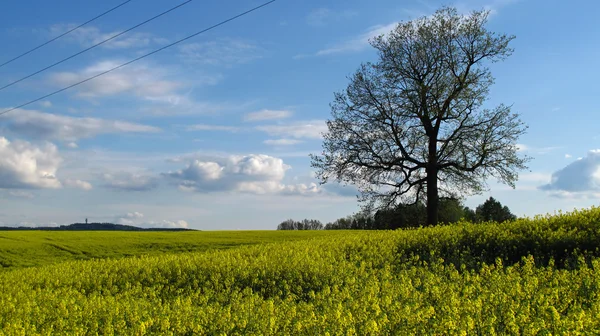 meşe ağacının yaprakları olmadan alanındaki tek başına duran