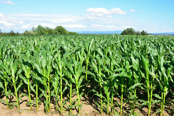 Maize green plant — Stock Photo, Image