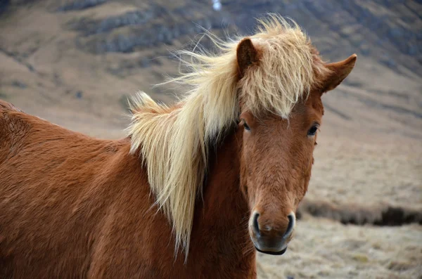 Islandský kůň silný otužilé zvíře — Stock fotografie