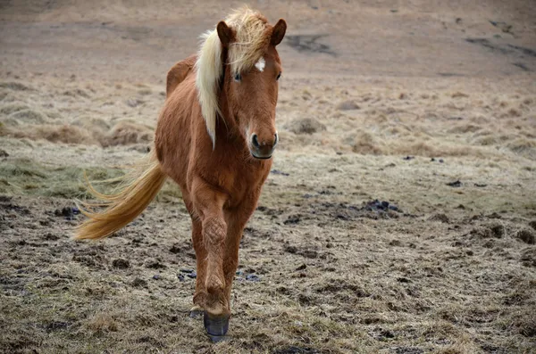 İzlanda at güçlü dayanıklı hayvan — Stok fotoğraf